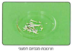 (בספר תמונה, היעזר במנחה)